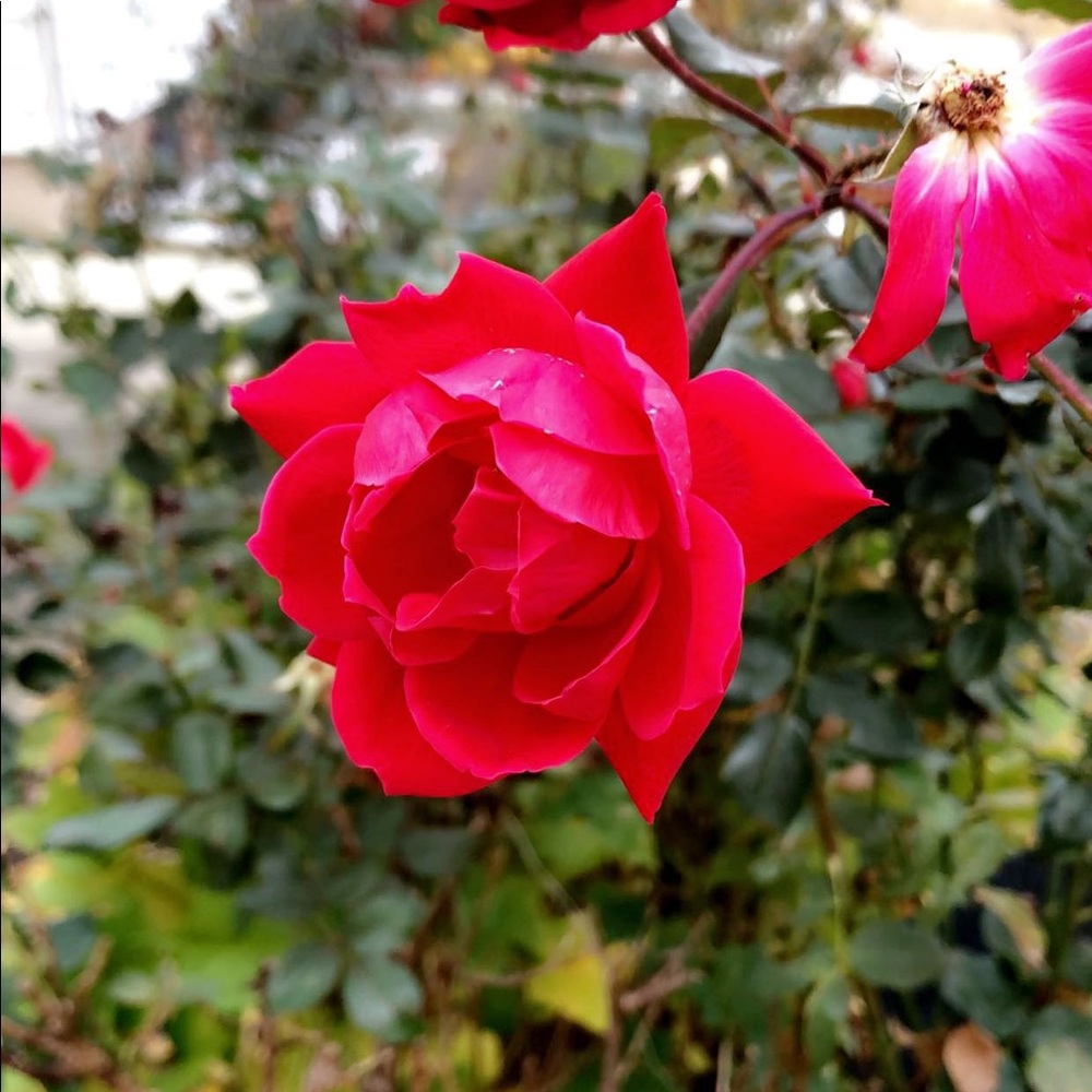 Meet your Posher, Selena